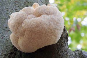 Lions Mane 4
