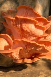 pink oyster mushroom