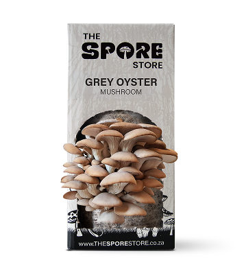 Grey Oyster mushrooms growing out of grow box kit