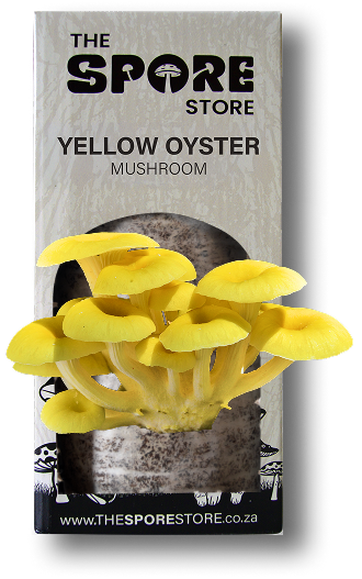 The Spore Store Box -  Yellow Oyster Mushroom