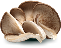 Brown oyster mushroom