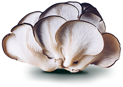Grey oyster mushroom