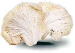 Lion's mane mushroom