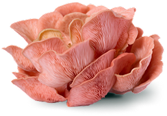 Pink Oyster mushroom