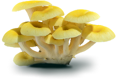 Yellow oyster mushroom